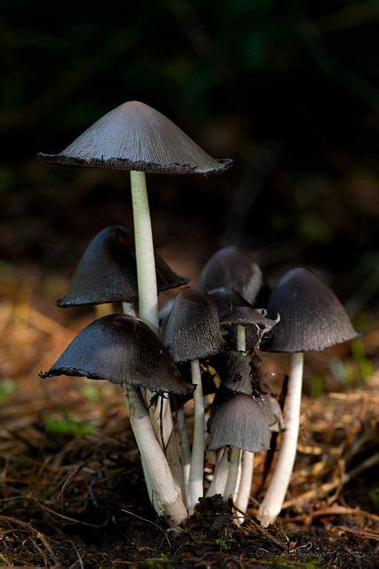 The Dangers and Risks Associated with Black Magic Mushrooms